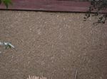 IMG_2871_R.jpg