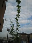 IMG_5381_R.jpg