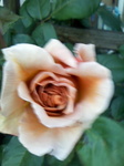 Image035.jpg