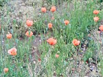Image037.jpg
